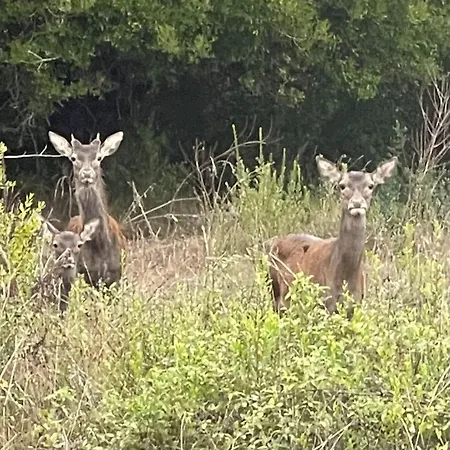 Les Terrasses D Acquacitosa