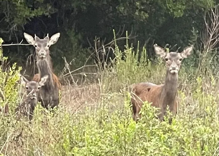 Les Terrasses D Acquacitosa